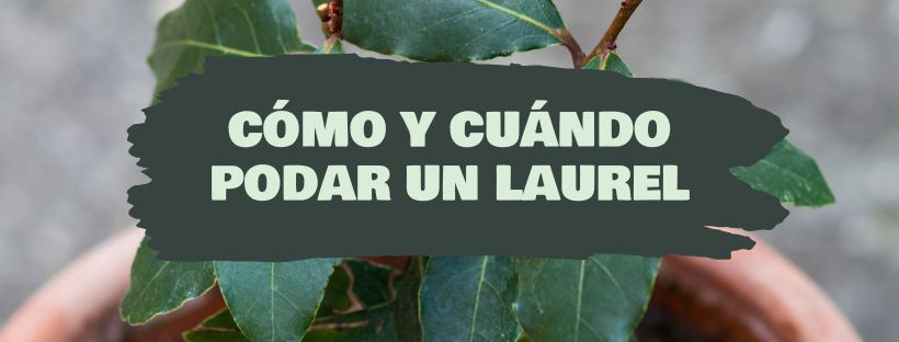 cómo y cuándo podar un laurel