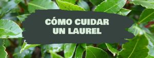 cuidados laurel