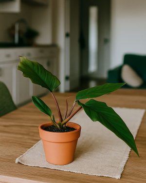 philodendron-choco-empress-context