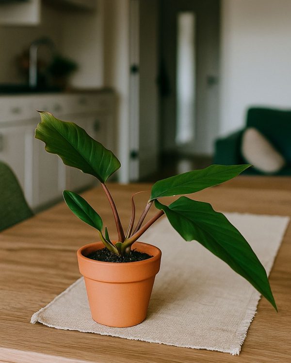 philodendron-choco-empress-context