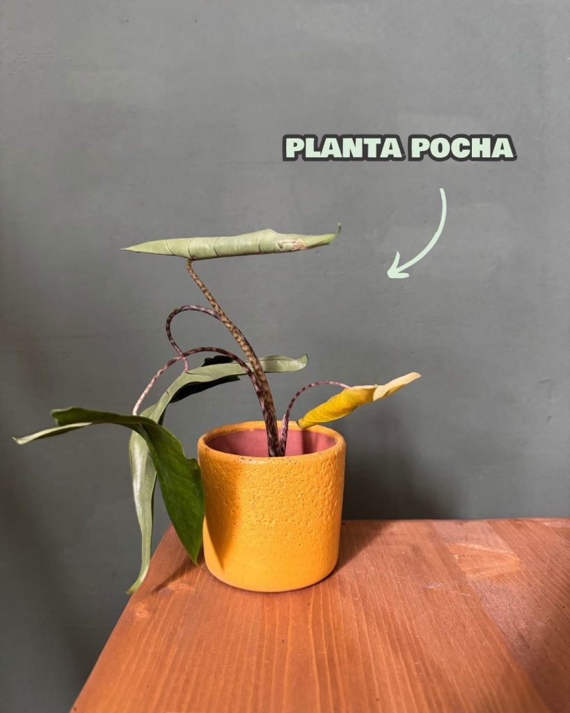 planta pocha back to plant