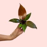 philodendron sun red