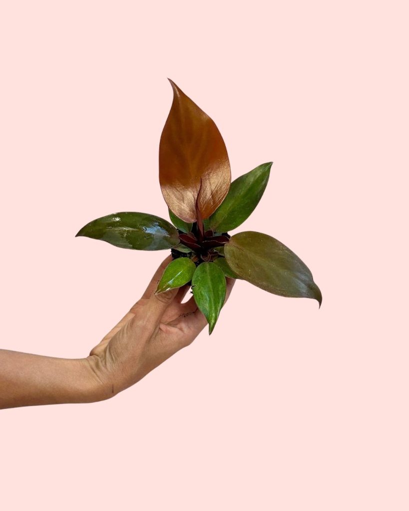 philodendron sun red