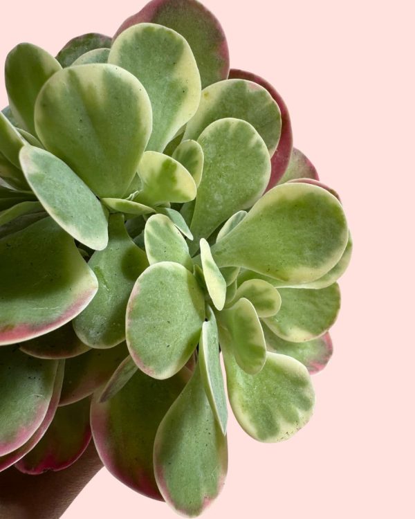 Kalanchoe Thyrsiflora Variegada detalle