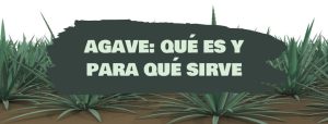 agave que es y para que sirve