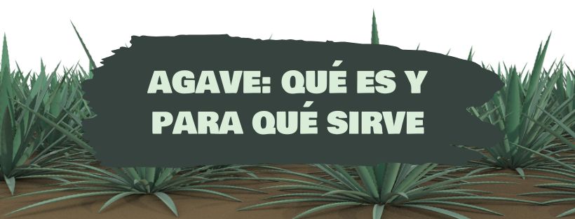agave que es y para que sirve