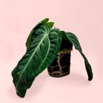 anthurium vilanaorum