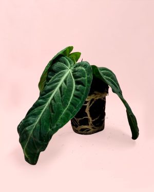 anthurium vilanaorum
