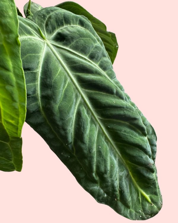 anthurium vilanaorum detalle