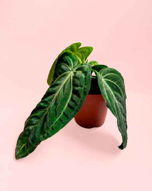 anthurium vilanaorum maceta