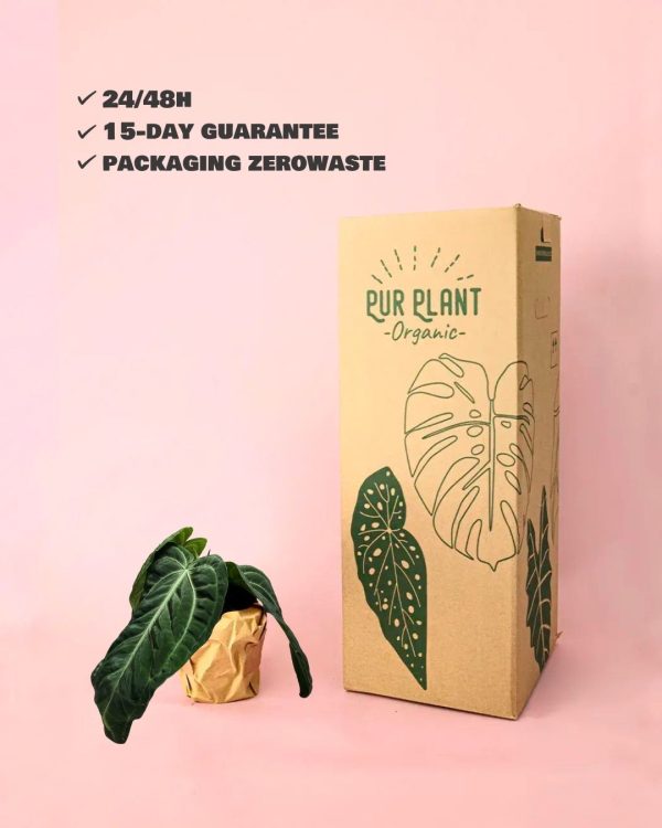 anthurium vilanaorum packaging