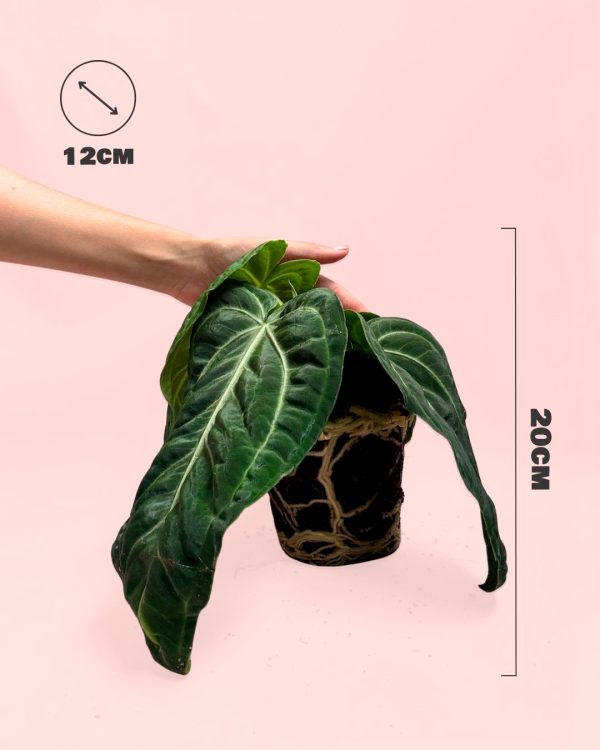 anthurium vilanaorum size