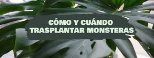 como y cuando trasplantar monsteras