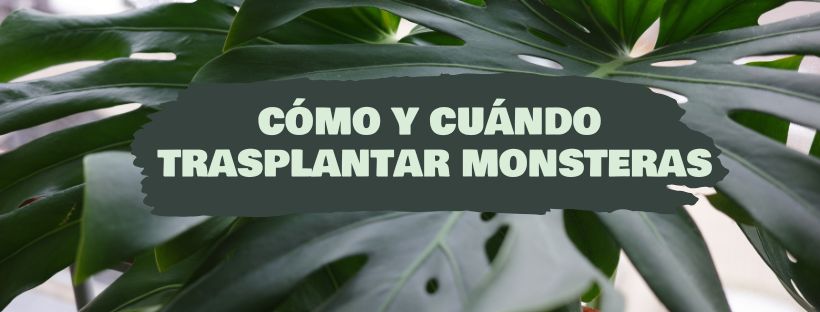 como y cuando trasplantar monsteras