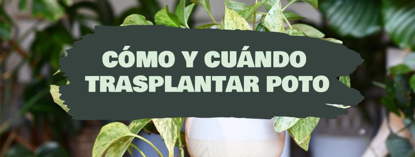 como y cuando trasplantar poto