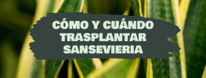 como y cuando trasplantar sansevieria