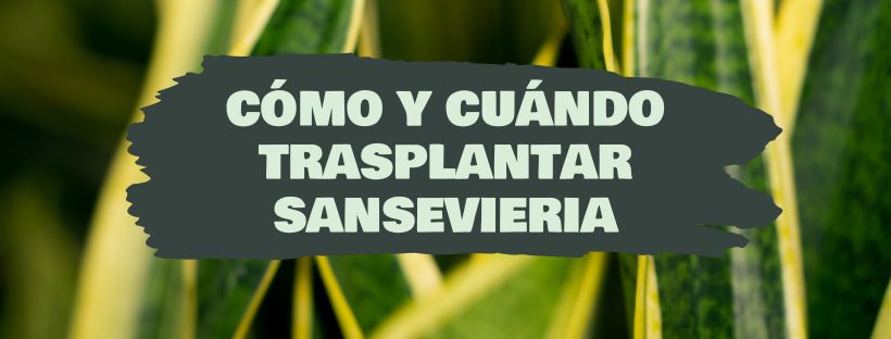 como y cuando trasplantar sansevieria