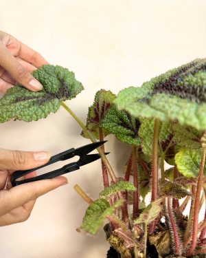 cortar con tijeras de poda