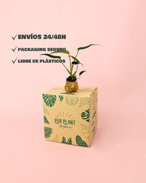 envio-ficus-lyrata-packaging