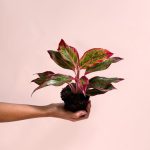 kalanchoe-red-fire
