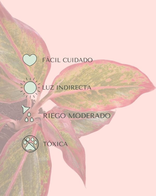 kalanchoe-red-fire-cuidados