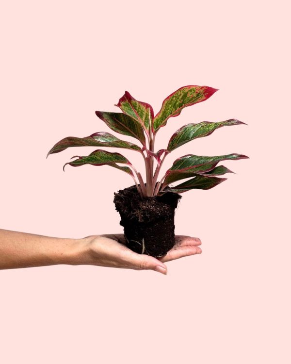kalanchoe-red-fire-planta