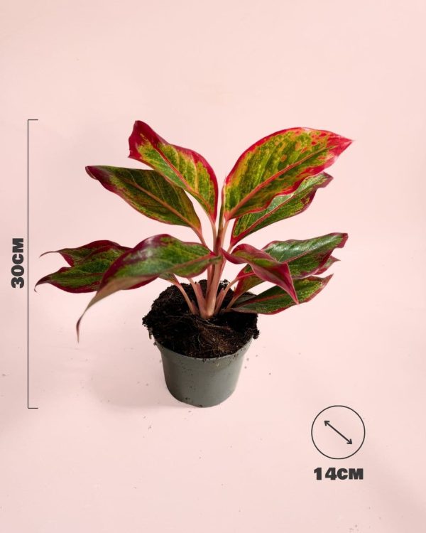 kalanchoe-red-fire-size