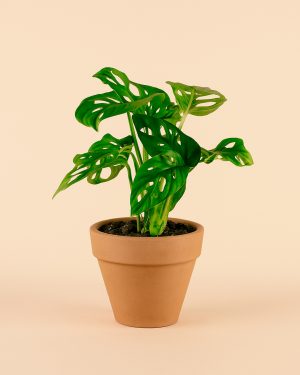 maceta-clasic-m-planta