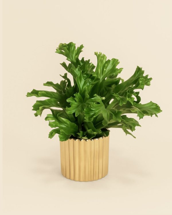 mini maceta dorada planta