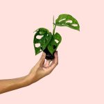 monstera adansonii mint mini