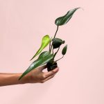 monstera burle max mini