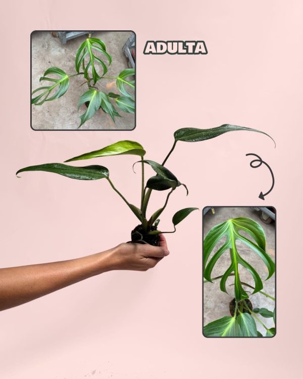 monstera burle max mini adulta