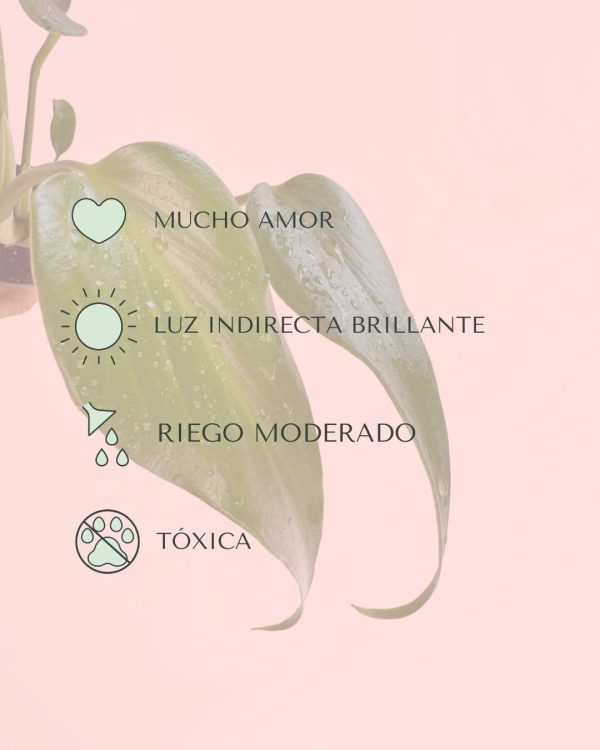 monstera burle max mini cuidados