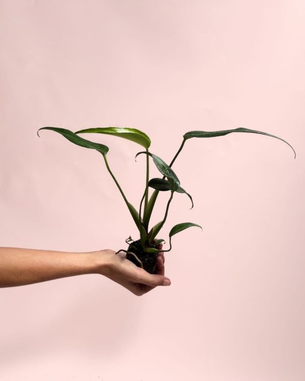 monstera-burle-max-mini-planta
