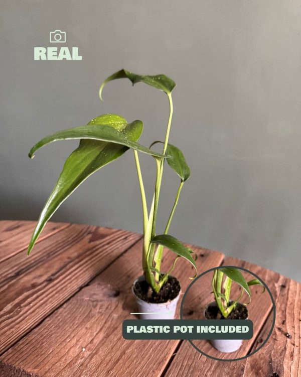 monstera burle max mini real