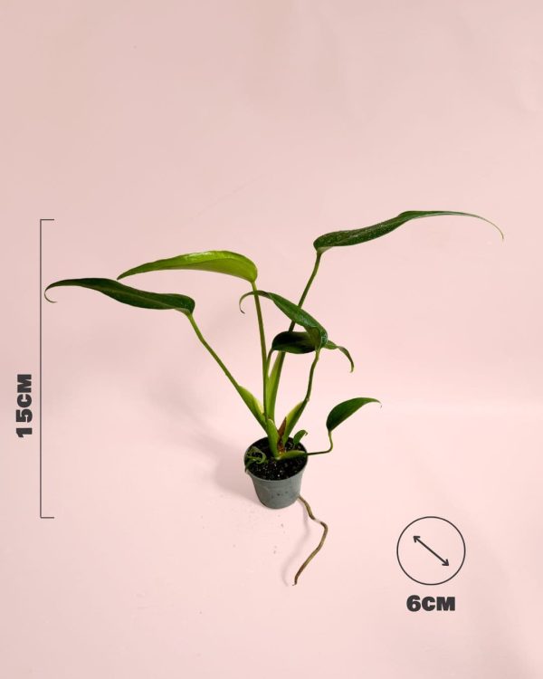 monstera burle max mini size