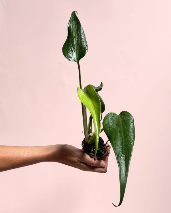 monstera-burle-max-mini-verde-