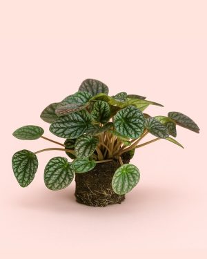 peperomia lucinda