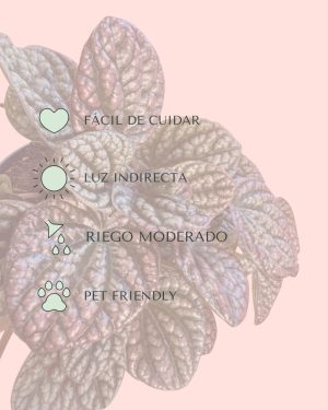 peperomia lucinda cuidados