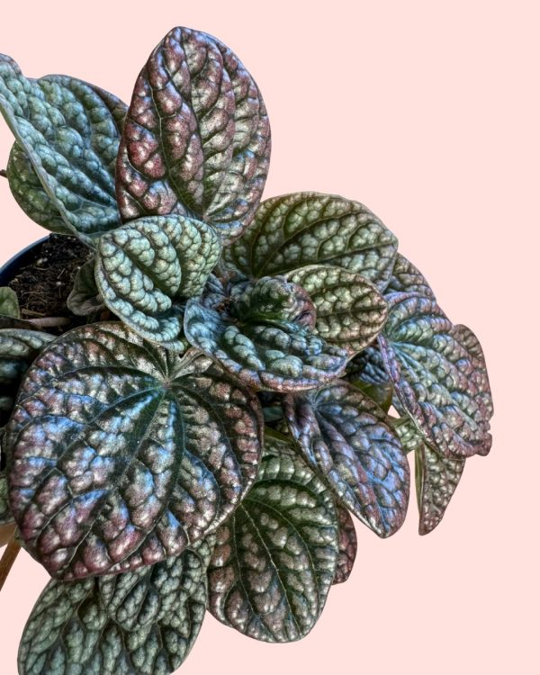 peperomia lucinda detalle