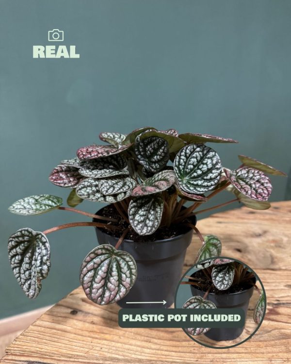 peperomia lucinda real