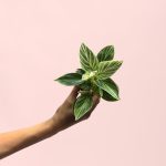philodendron-birkin-mini