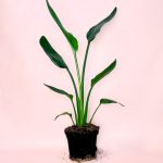 strelitzia-reginae-m
