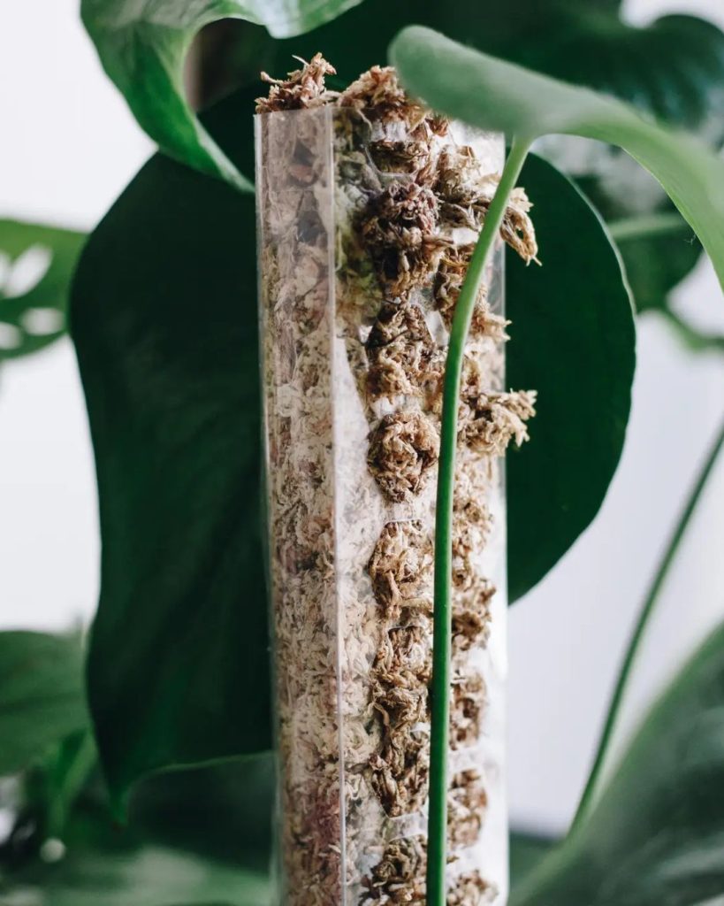 tutores de musgo natural detalle plantas