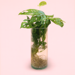 Hidroponia-monstera-adansonii