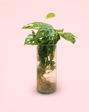 Hidroponia-monstera-adansonii