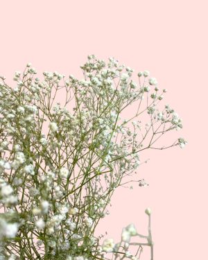 Ramillete Paniculata-Detalle flores