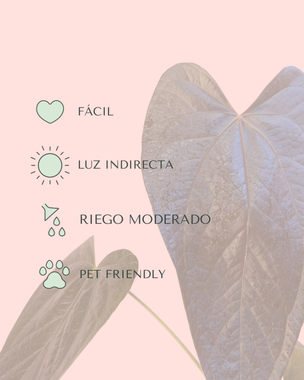 Anthurium Queen of Hearts M - Imagen 4