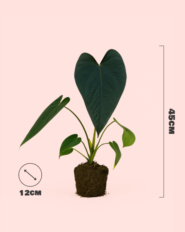 Anthurium Queen of Hearts M - Imagen 5