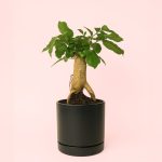 Bonsái Radermachera Sinica con maceta cerámica Hainan negra